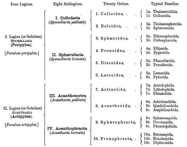Radiolaria Categories