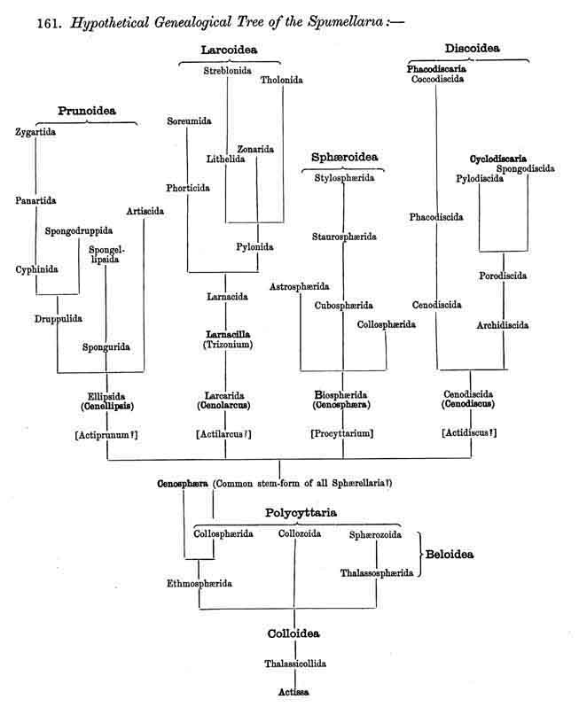 Hypothetical Genealogical Tree of the Spunellaria