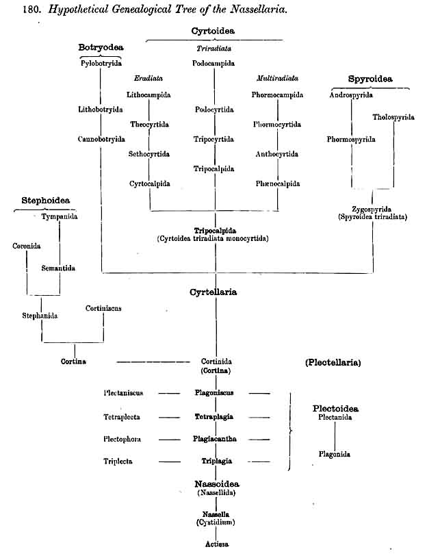 Hyothetical Genealogical Tree of the Nassellaria