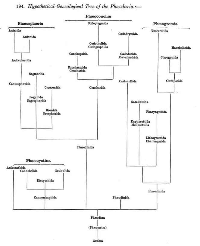 Hypothetical Genealogical Tree of the Phaeodaria.