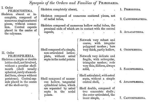Phaeodaria Synopsis